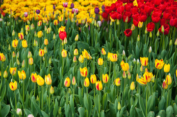 Obraz premium Colorful tulip field, summer flowers