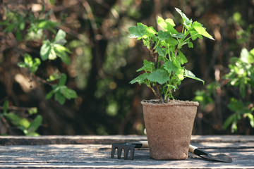 Currants tree branch in a pot and gardening tools on a table. Gardening abstract background. Agriculture.