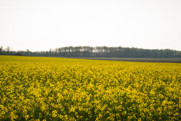 Obraz premium Yellow field rapeseed in bloom