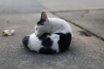 stray cat on the street.Domestic Black and White cat.