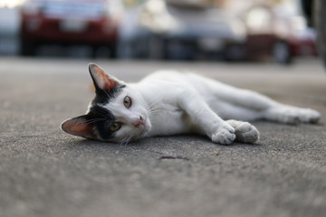 stray cat on the street.Domestic Black and White cat.