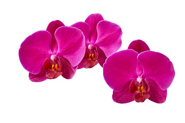 Pink orchid flower phalaenopsis or dendrobium moth in tropical garden in winter or spring day isolated on white background. For postcards to add text.