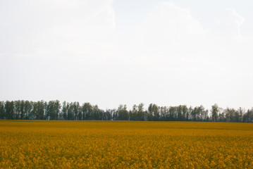 Fototapeta na wymiar Yellow field rapeseed in bloom