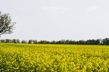 Obraz premium Yellow field rapeseed in bloom