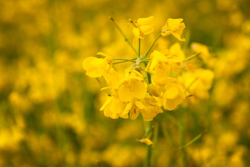 Yellow field rapeseed in bloom