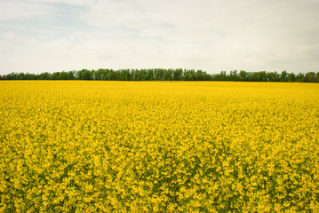 Obraz premium Yellow field rapeseed in bloom