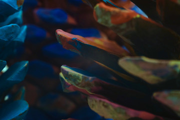 Pine cones closeup background texture 
