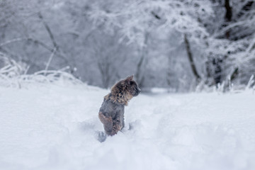 Gray cat walking in the snow. Pet walks on white snow