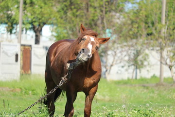 Fototapeta premium The horse is tied chain. Flies sit around the horse's eyes. Cruelty to animals.