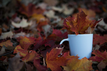 Coffee Mug in Fall 
