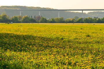 View over a dandelion meadow in the Mintarder Ruhr lowlands in the evening sun, Ruhr valley bridge and the village Mintard in the background, Germany