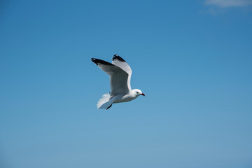 seagulls swimming and flying around a floating restaurant