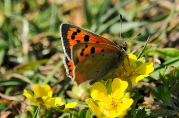 Obraz premium Kleiner Feuerfalter, Lycaena phlaeas, auf Gänsefingerkrautblüte