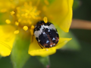 Teppichkäfer an Blüte des Gänsefingerkrautes