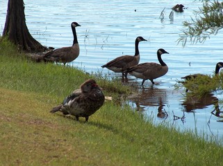 Geese and one duck at the edge of the lake 