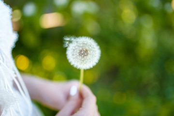Fototapeta premium white dry dandelion in female hands