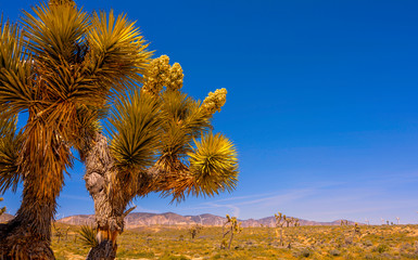 Joshua Tree over blue sky in desert