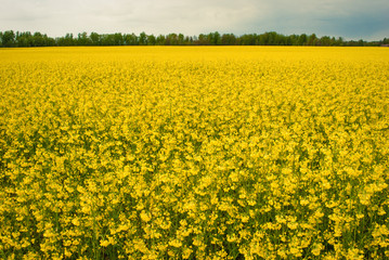 Obraz premium Yellow field rapeseed in bloom