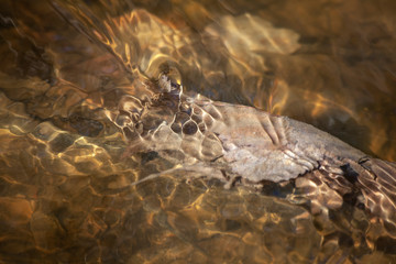 Stream in the forest. The beginning of spring. Spring creek in the coniferous forest. Natural...