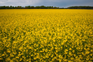 Yellow field rapeseed in bloom