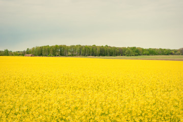 Obraz premium Yellow field rapeseed in bloom
