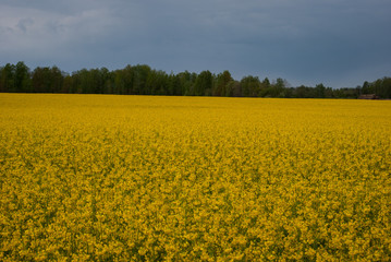 Obraz premium Yellow field rapeseed in bloom
