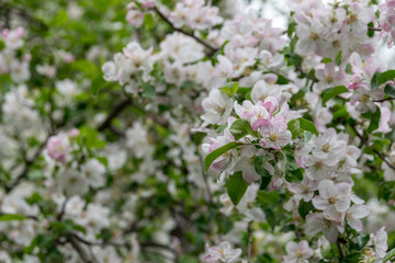 Blooming apple tree in the garden. clear day