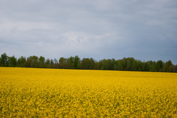 Obraz premium Yellow field rapeseed in bloom