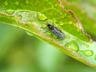 Eine Fliege sitzt nach dem regen der Nacht auf einem Blatt