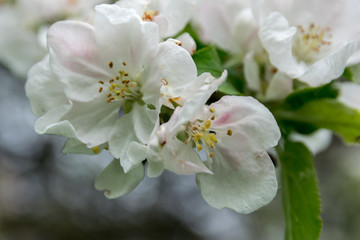 Blooming apple tree in the garden. clear day