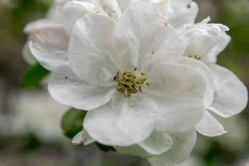 Naklejka na ściany i meble Blooming apple tree in the garden. clear day