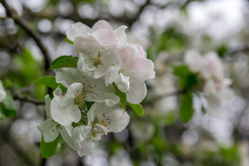 Blooming apple tree in the garden. clear day
