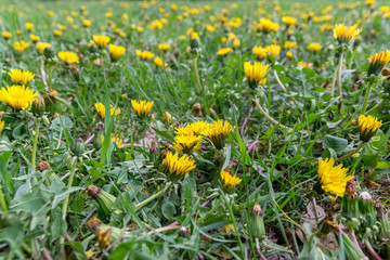 Fototapeta premium a lot of yellow dandelions in the spring field