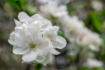 Blooming apple tree in the garden. clear day
