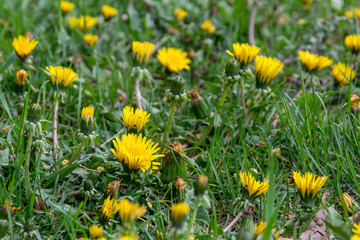 Obraz premium a lot of yellow dandelions in the spring field