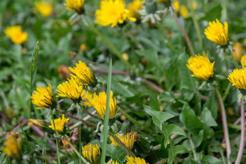 a lot of yellow dandelions in the spring field