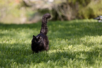 Black norwegian forest cat approaching with her tail lifted