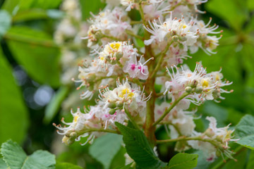 blooming chestnut tree in the garden on a clear day