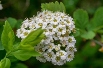 flowering spirea bush in the park on a clear day
