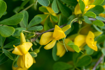 Flowering bush of acacia yellow in a city park. Yellow flowers of acacia.