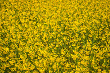 Obraz premium Yellow field rapeseed in bloom