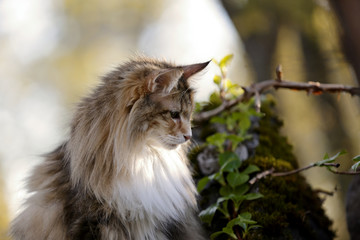Beautiful Norwegian forest cat female sitting in garden in the evening light