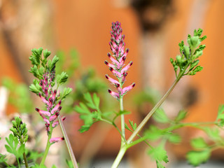 Erdrauch, Fumaria, ist eine wertvolle Pflanze in einem Naturgarten