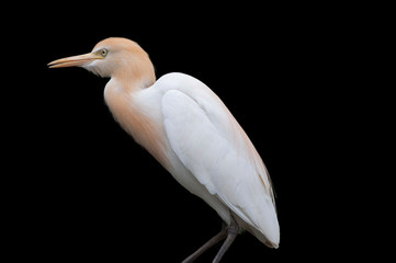 Great White Egret on Black Background