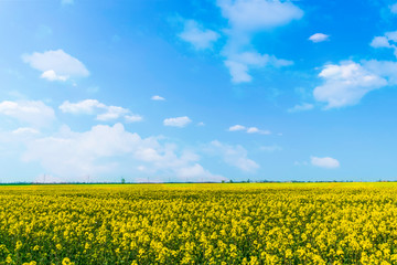 Obraz premium yellow field of oilseed rape
