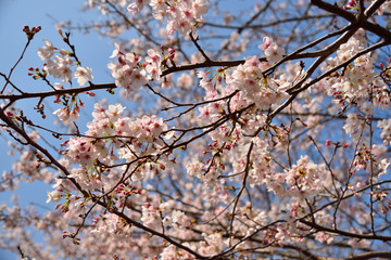 【神奈川】横須賀　走水水源地の桜
