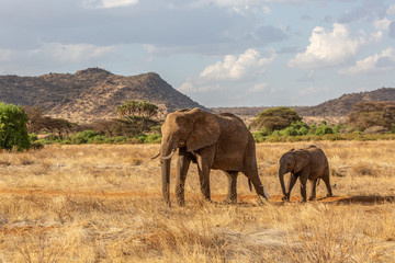 Baby and mother elephants at sunset