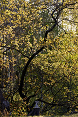 A beautiful evening light in springlike maple forest. A small lantern on a stump