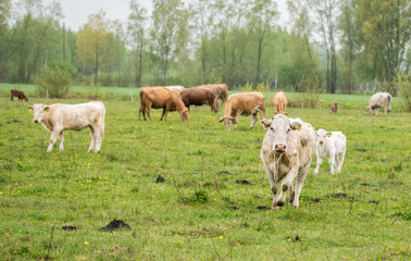Cows grazing in a meadow on a spring rainy day.