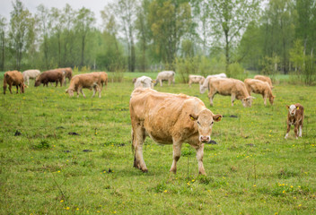 Cows grazing in a meadow on a spring rainy day